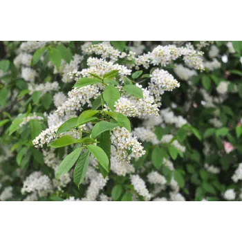 Natural Stevia Plants 
